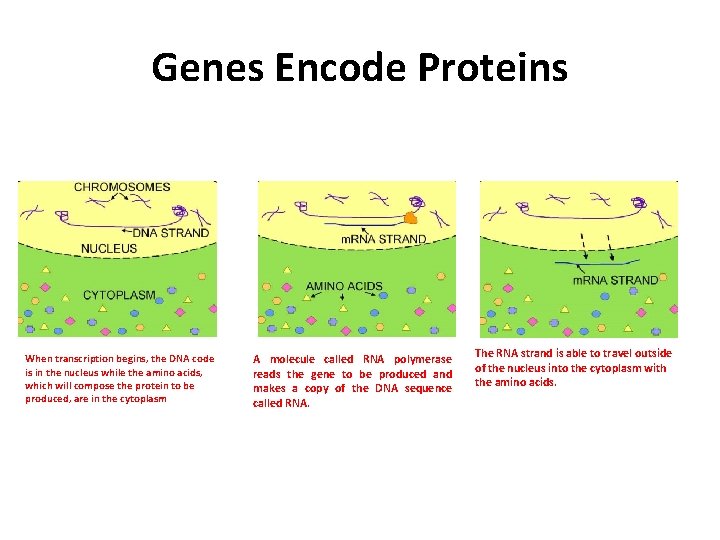 Genes Encode Proteins When transcription begins, the DNA code is in the nucleus while