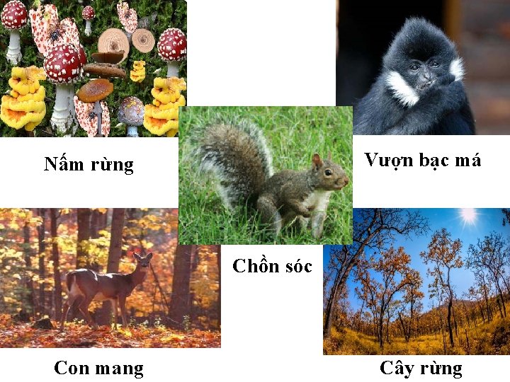 Vượn bạc má Nấm rừng Chồn sóc Con mang Cây rừng 