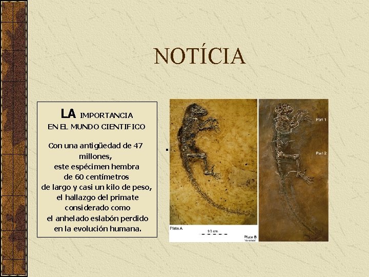 NOTÍCIA LA IMPORTANCIA EN EL MUNDO CIENTIFICO Con una antigüedad de 47 millones, este