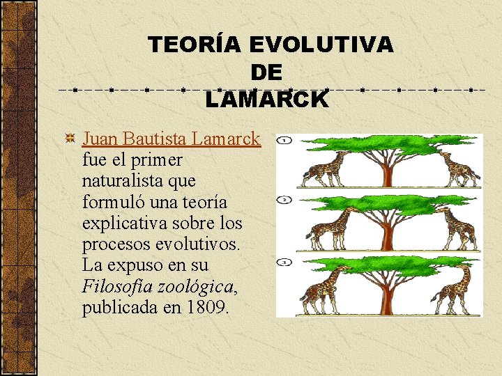 TEORÍA EVOLUTIVA DE LAMARCK Juan Bautista Lamarck fue el primer naturalista que formuló una