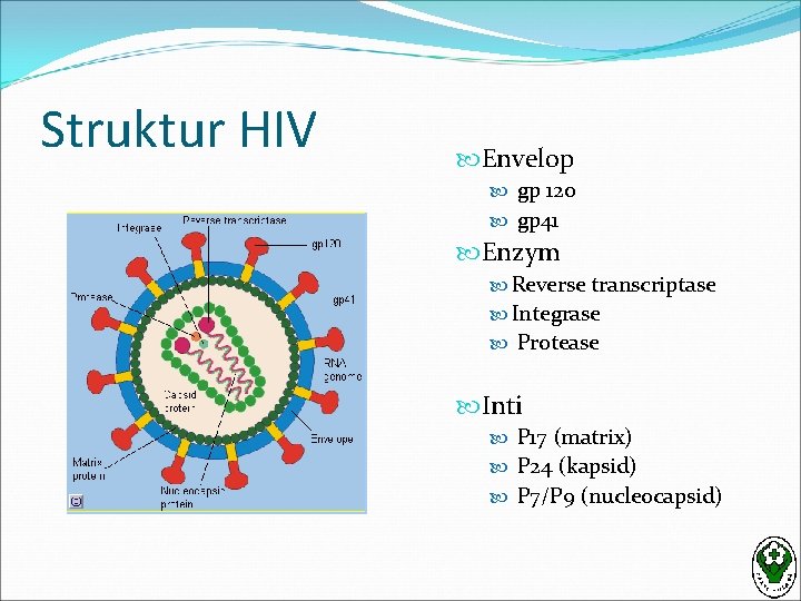 Struktur HIV Envelop gp 120 gp 41 Enzym Reverse transcriptase Integrase Protease Inti P
