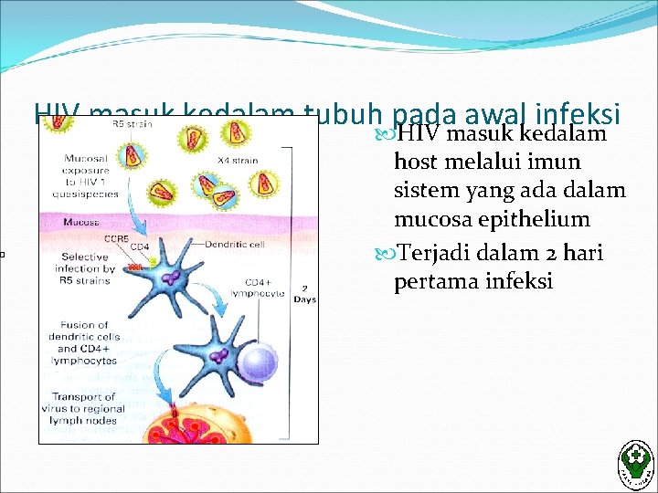 HIV masuk kedalam tubuh pada awal infeksi HIV masuk kedalam host melalui imun sistem