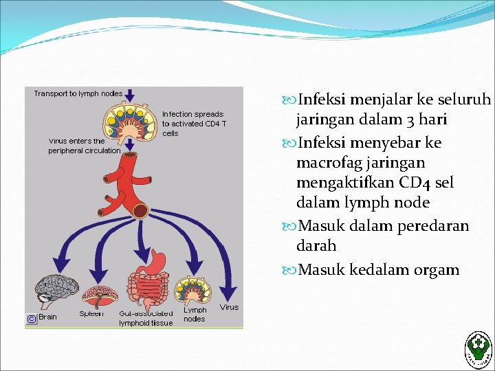  Infeksi menjalar ke seluruh jaringan dalam 3 hari Infeksi menyebar ke macrofag jaringan