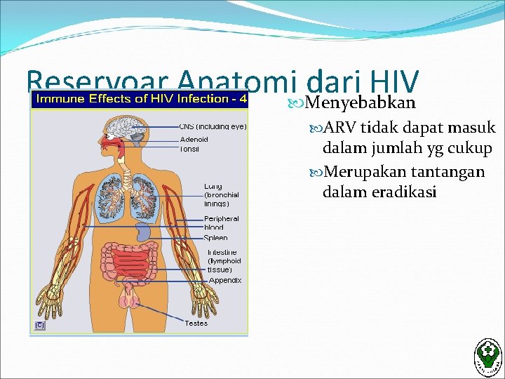 Reservoar Anatomi Menyebabkan dari HIV ARV tidak dapat masuk dalam jumlah yg cukup Merupakan