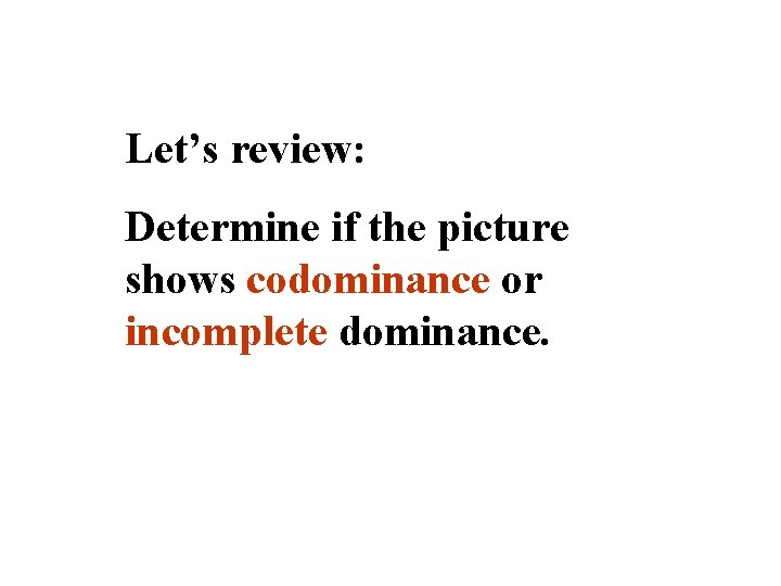 Let’s review: Determine if the picture shows codominance or incomplete dominance. 