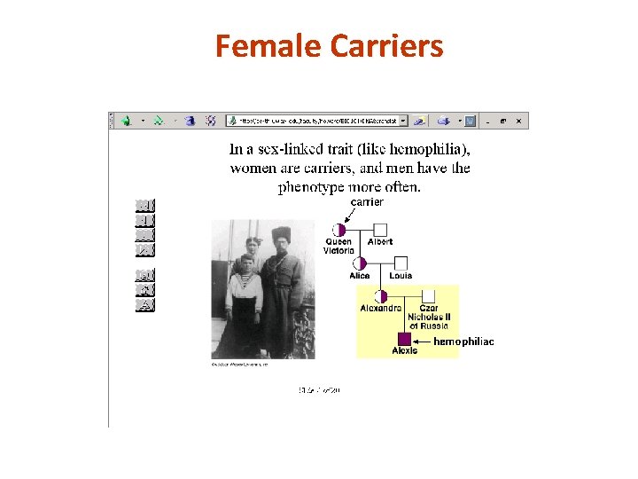 Female Carriers 