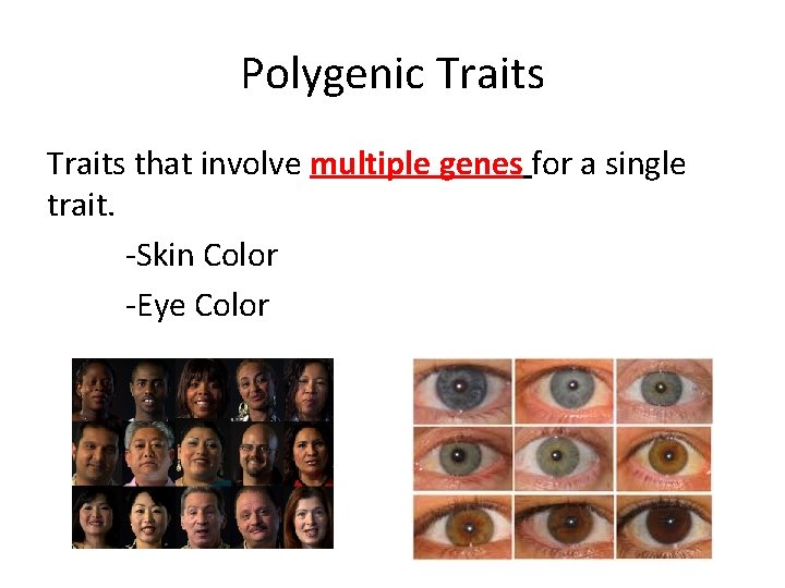 Polygenic Traits that involve multiple genes for a single trait. -Skin Color -Eye Color