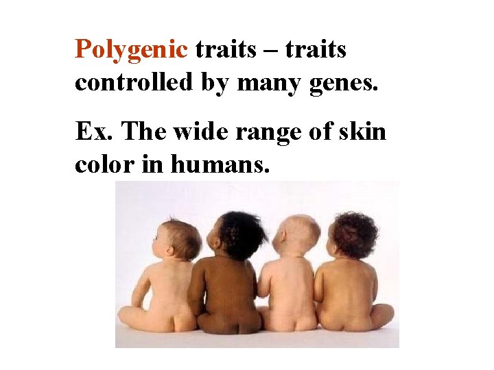 Polygenic traits – traits controlled by many genes. Ex. The wide range of skin