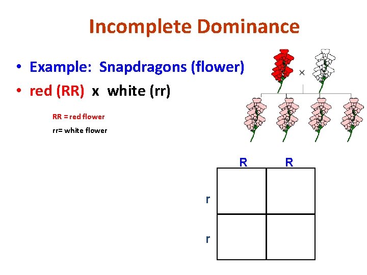 Incomplete Dominance • Example: Snapdragons (flower) • red (RR) x white (rr) RR =