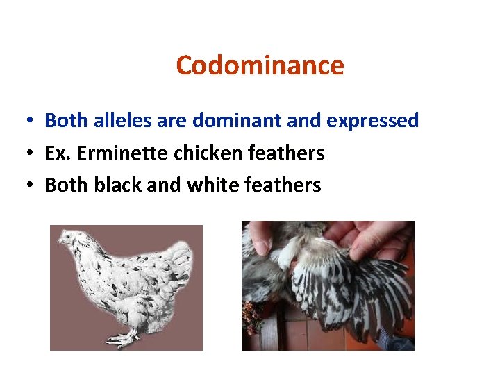 Codominance • • • Both alleles are dominant and expressed Ex. Erminette chicken feathers