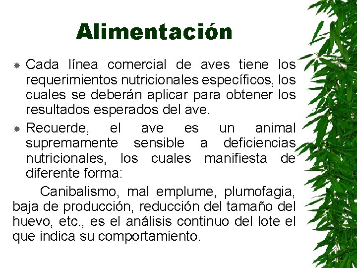 Alimentación Cada línea comercial de aves tiene los requerimientos nutricionales específicos, los cuales se