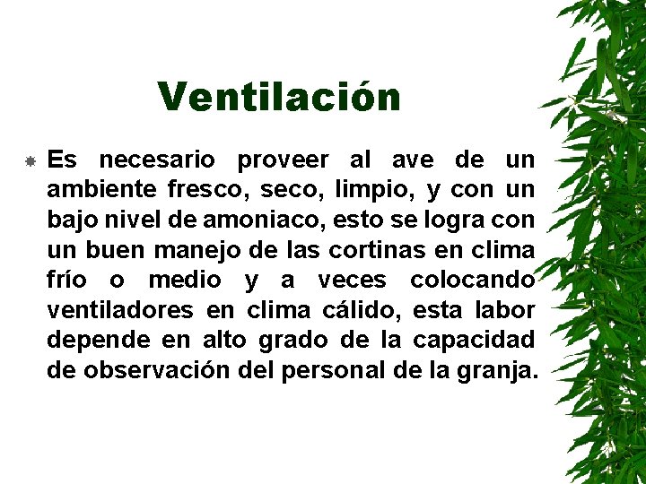 Ventilación Es necesario proveer al ave de un ambiente fresco, seco, limpio, y con