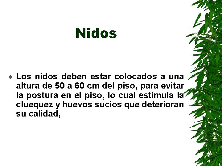 Nidos Los nidos deben estar colocados a una altura de 50 a 60 cm