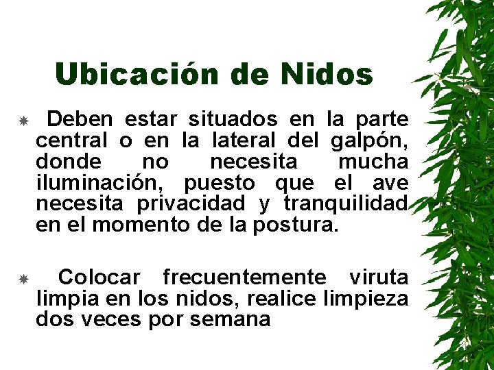 Ubicación de Nidos Deben estar situados en la parte central o en la lateral