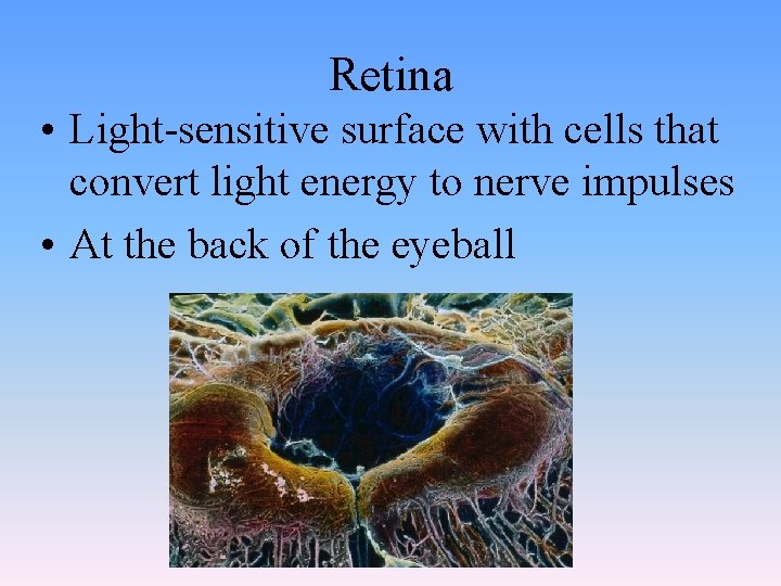 Retina • Light-sensitive surface with cells that convert light energy to nerve impulses •