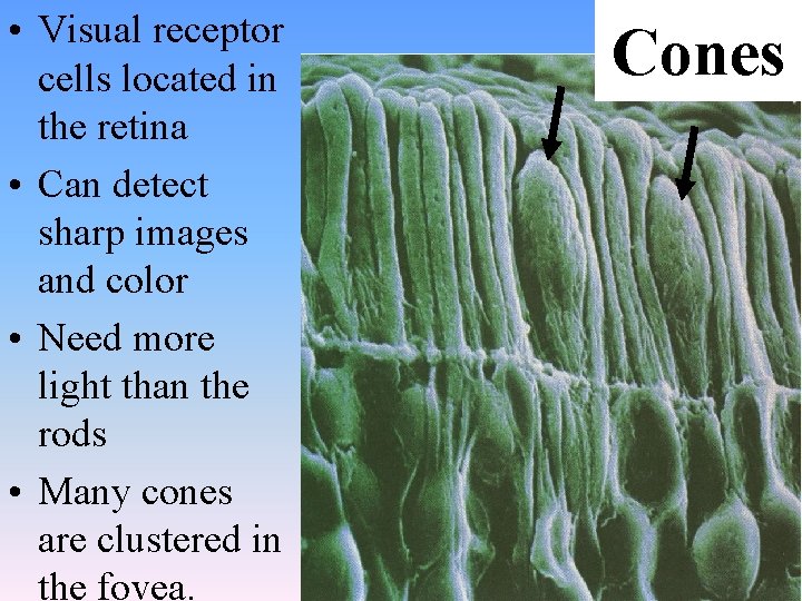  • Visual receptor cells located in the retina • Can detect sharp images