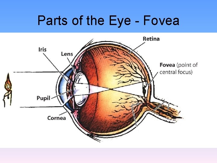 Parts of the Eye - Fovea 