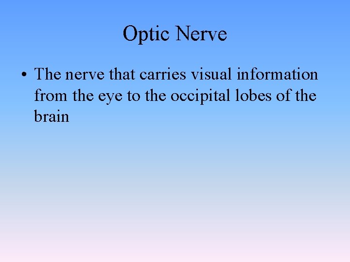 Optic Nerve • The nerve that carries visual information from the eye to the