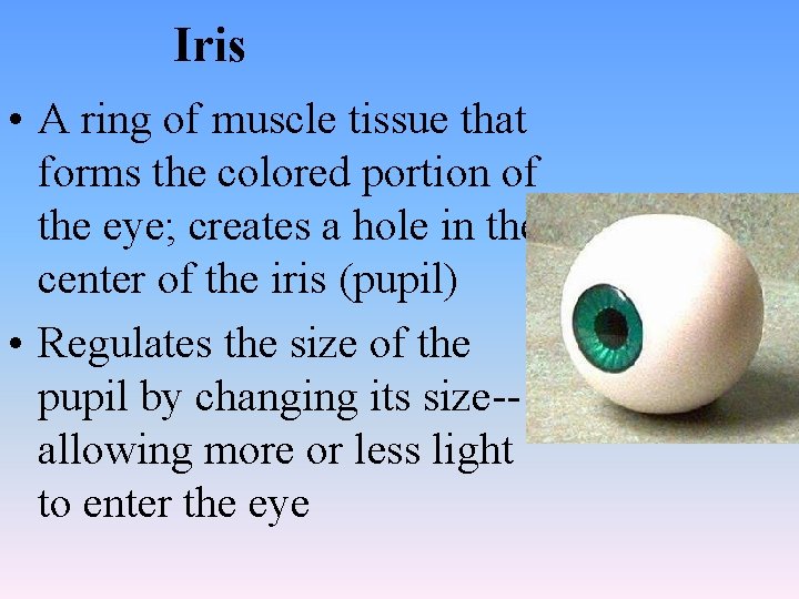 Iris • A ring of muscle tissue that forms the colored portion of the