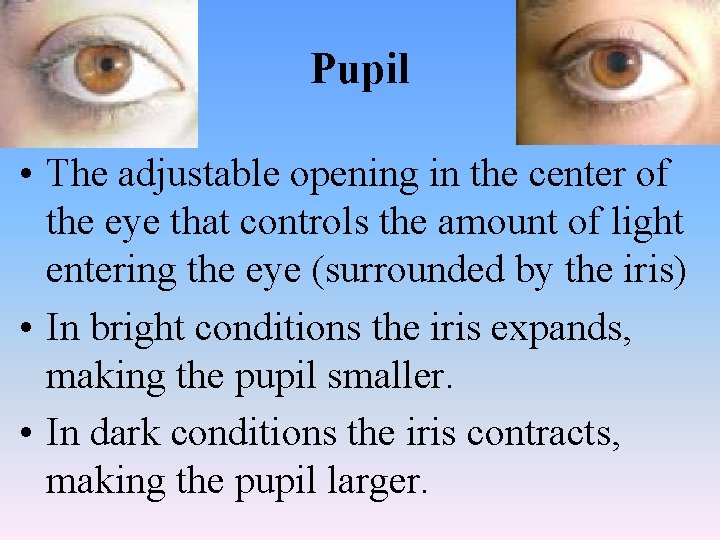 Pupil • The adjustable opening in the center of the eye that controls the