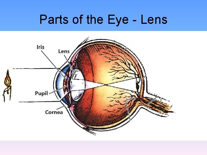 Parts of the Eye - Lens 