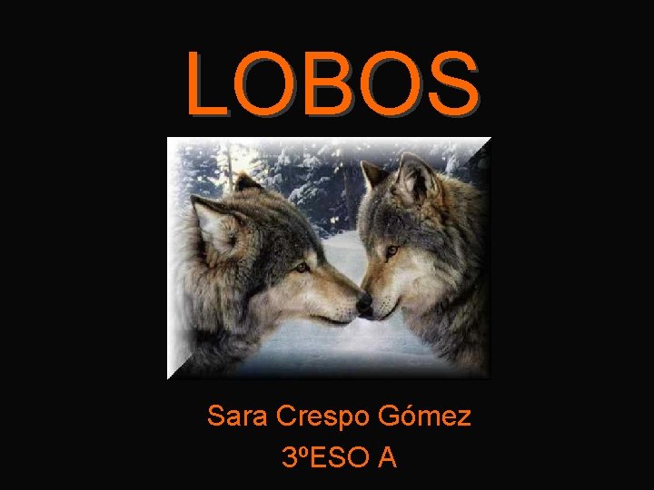 LOBOS Sara Crespo Gómez 3ºESO A 