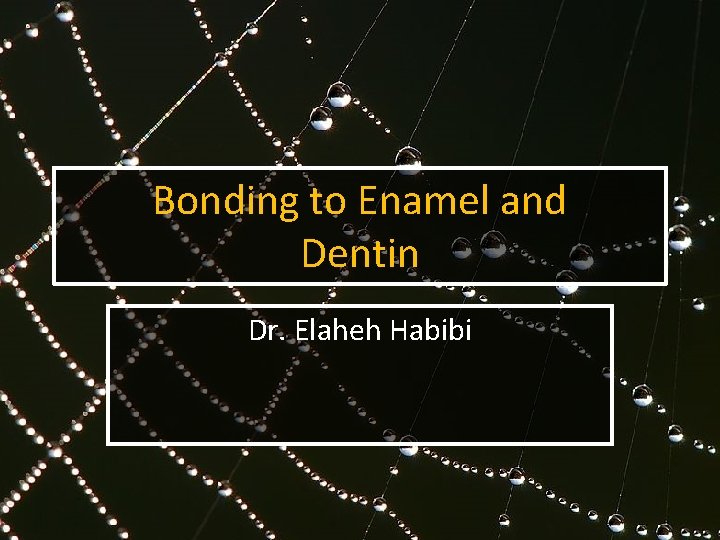 Bonding to Enamel and Dentin Dr. Elaheh Habibi 