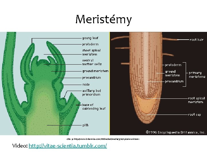 Meristémy Obr. 9: http: //www. britannica. com/EBchecked/media/376/Apical-meristems Video: http: //vitae-scientia. tumblr. com/ 