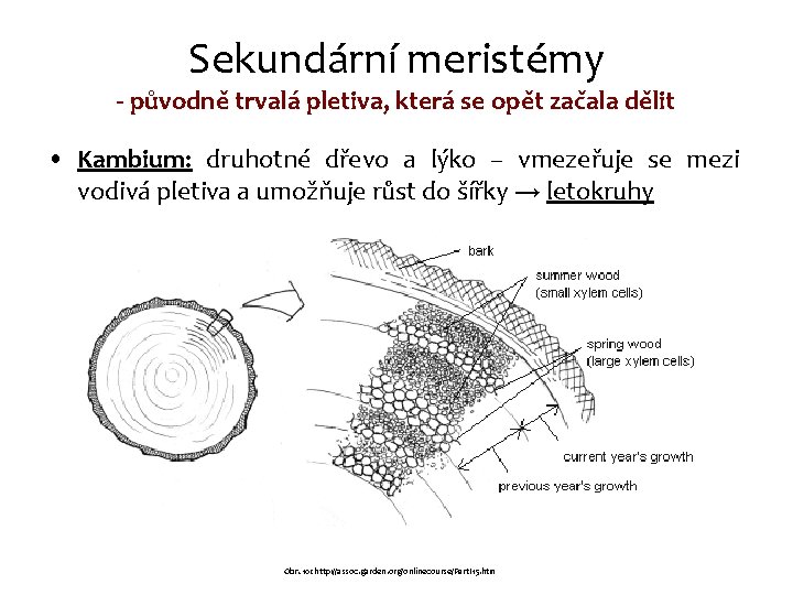 Sekundární meristémy - původně trvalá pletiva, která se opět začala dělit • Kambium: druhotné