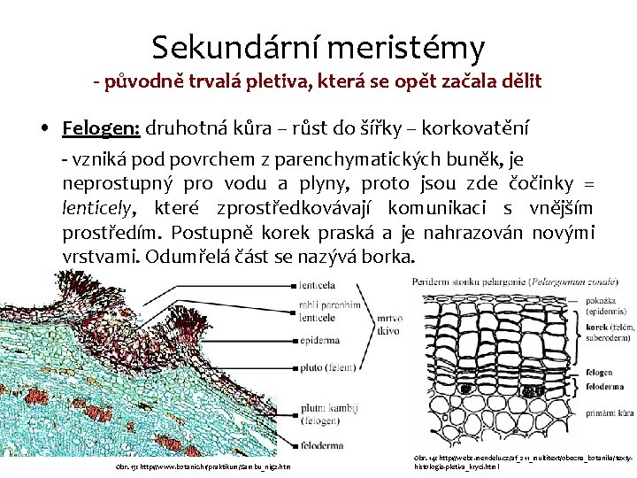 Sekundární meristémy - původně trvalá pletiva, která se opět začala dělit • Felogen: druhotná