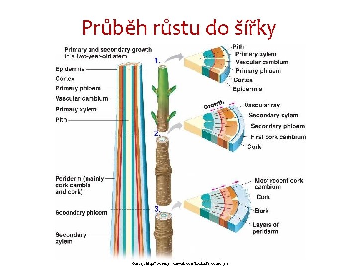 Průběh růstu do šířky Obr. 15: http: //bio 1903. nicerweb. com/Locked/media/ch 35/ 