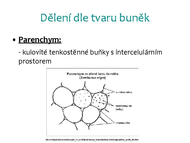 Dělení dle tvaru buněk • Parenchym: - kulovité tenkostěnné buňky s intercelulárním prostorem Obr.