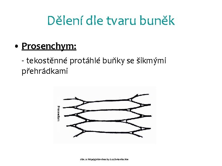 Dělení dle tvaru buněk • Prosenchym: - tekostěnné protáhlé buňky se šikmými přehrádkami Obr.