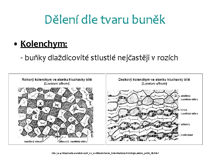 Dělení dle tvaru buněk • Kolenchym: - buňky dlaždicovité stlustlé nejčastěji v rozích Obr.