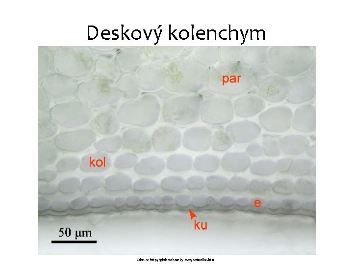 Deskový kolenchym Obr. 6: http: //giobioobrazky. ic. cz/botanika. htm 