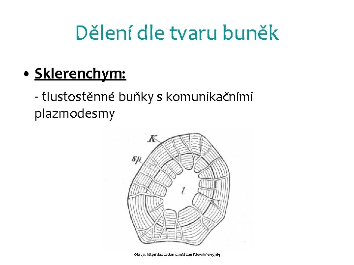 Dělení dle tvaru buněk • Sklerenchym: - tlustostěnné buňky s komunikačními plazmodesmy Obr. 7: