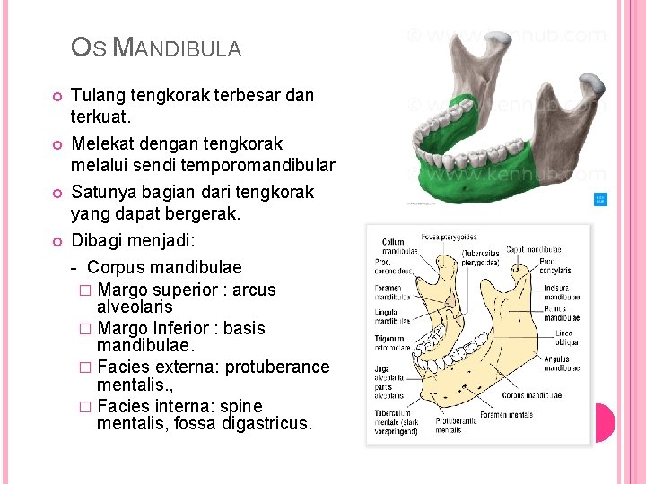 OS MANDIBULA Tulang tengkorak terbesar dan terkuat. Melekat dengan tengkorak melalui sendi temporomandibular Satunya