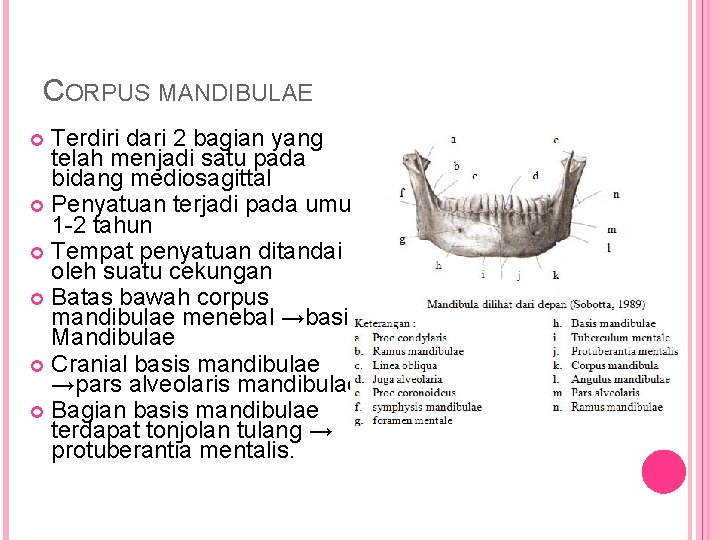 CORPUS MANDIBULAE Terdiri dari 2 bagian yang telah menjadi satu pada bidang mediosagittal Penyatuan