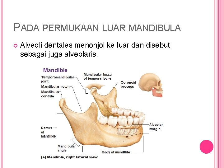 PADA PERMUKAAN LUAR MANDIBULA Alveoli dentales menonjol ke luar dan disebut sebagai juga alveolaris.