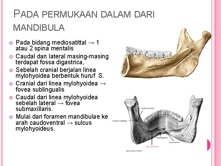PADA PERMUKAAN DALAM DARI MANDIBULA Pada bidang mediosatittal → 1 atau 2 spina mentalis