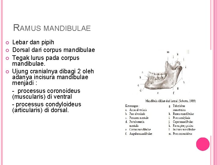 RAMUS MANDIBULAE Lebar dan pipih Dorsal dari corpus mandibulae Tegak lurus pada corpus mandibulae.