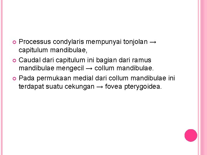Processus condylaris mempunyai tonjolan → capitulum mandibulae, Caudal dari capitulum ini bagian dari ramus