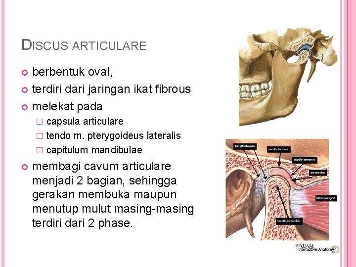 DISCUS ARTICULARE berbentuk oval, terdiri dari jaringan ikat fibrous melekat pada capsula articulare �