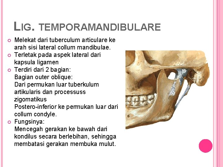 LIG. TEMPORAMANDIBULARE Melekat dari tuberculum articulare ke arah sisi lateral collum mandibulae. Terletak pada