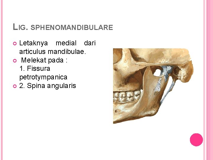 LIG. SPHENOMANDIBULARE Letaknya medial dari articulus mandibulae. Melekat pada : 1. Fissura petrotympanica 2.