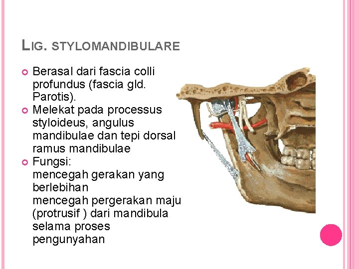 LIG. STYLOMANDIBULARE Berasal dari fascia colli profundus (fascia gld. Parotis). Melekat pada processus styloideus,