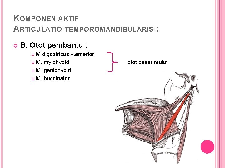 KOMPONEN AKTIF ARTICULATIO TEMPOROMANDIBULARIS : B. Otot pembantu : M digastricus v. anterior M.