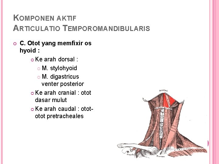 KOMPONEN AKTIF ARTICULATIO TEMPOROMANDIBULARIS C. Otot yang memfixir os hyoid : Ke arah dorsal
