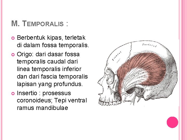 M. TEMPORALIS : Berbentuk kipas, terletak di dalam fossa temporalis. Origo: dari dasar fossa
