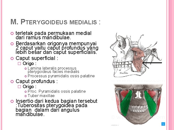 M. PTERYGOIDEUS MEDIALIS : terletak pada permukaan medial dari ramus mandibulae. Berdasarkan origonya mempunyai